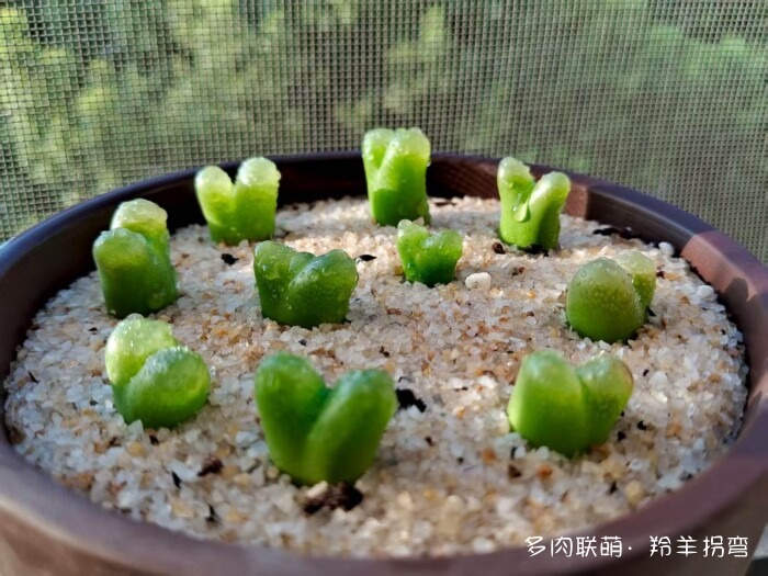 心存美好，多肉自美