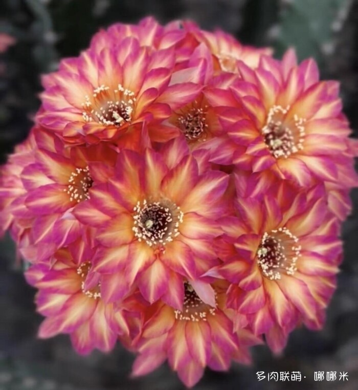 球花才是真爱