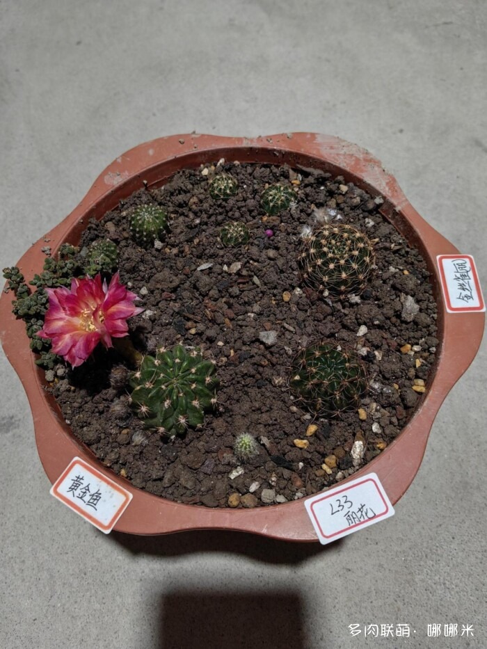 球花才是真爱