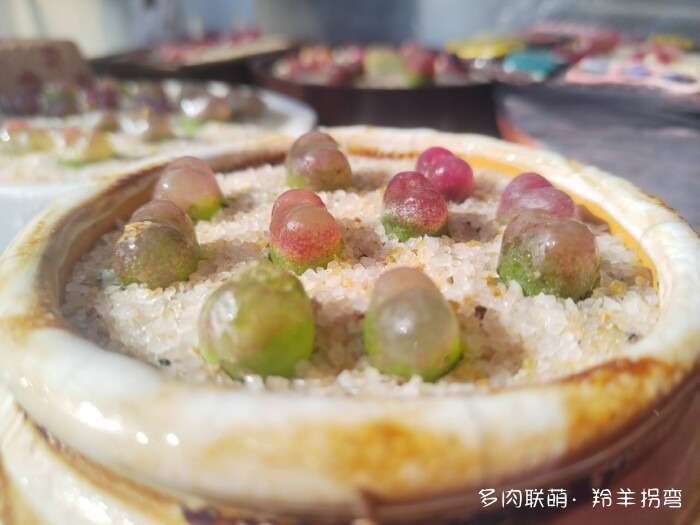 心存美好，多肉自美