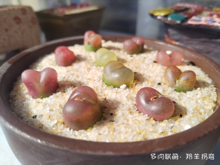 心存美好，多肉自美
