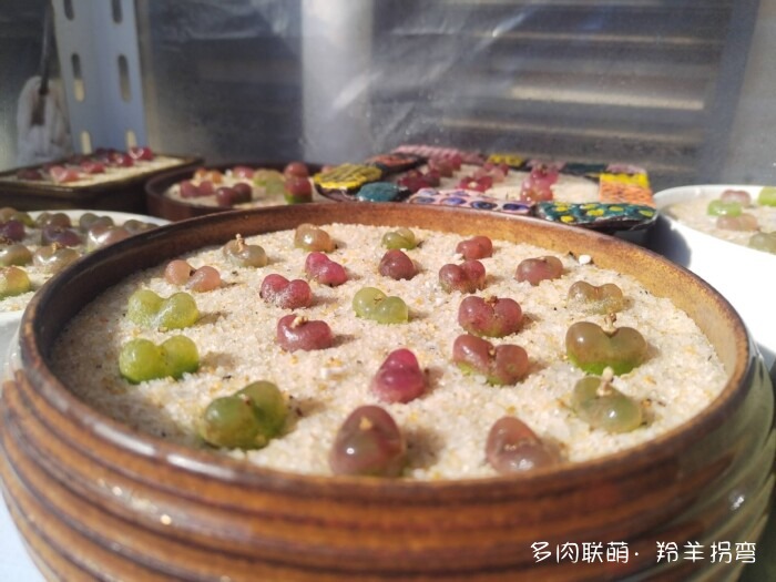 心存美好，多肉自美