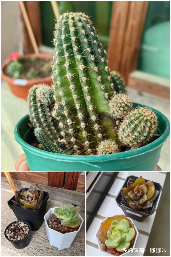 球花才是真爱