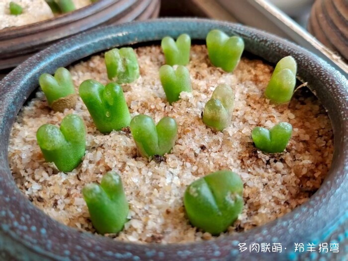 心存美好，多肉自美