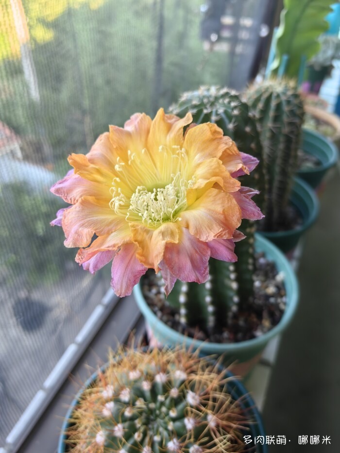 夏天球花多美丽
