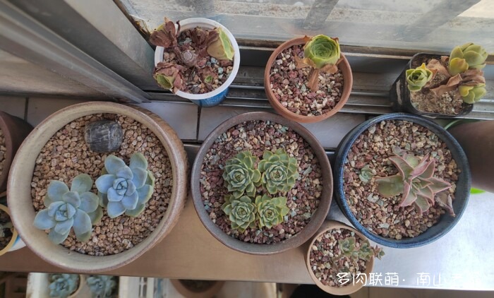 刚出三伏的多肉