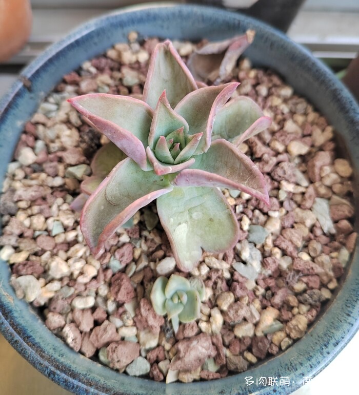 刚出三伏的多肉