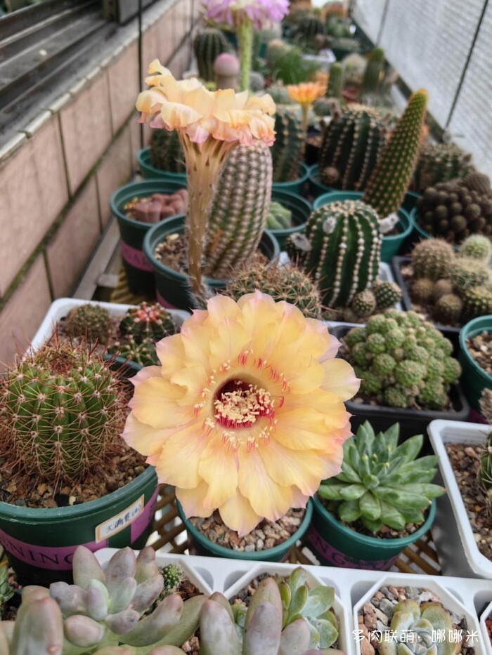 球花一直看一直不腻