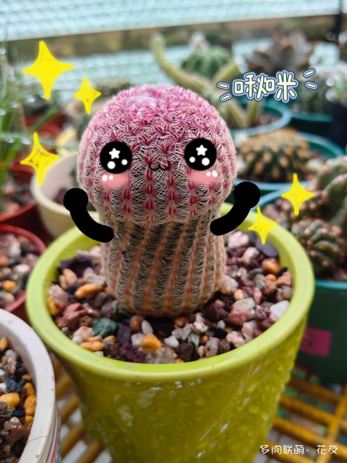 球花才是真爱