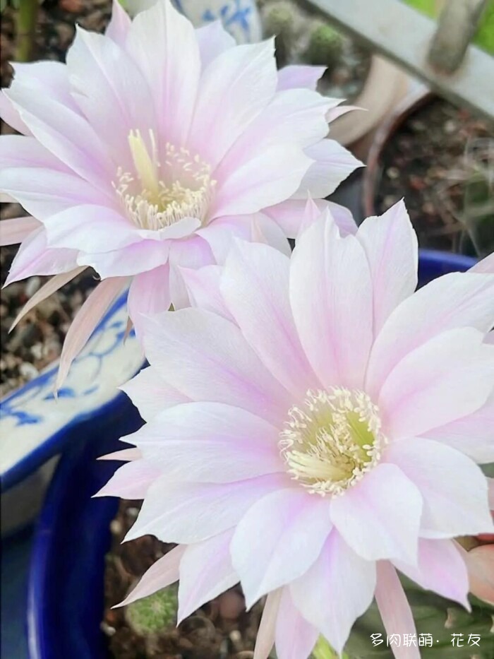 球花才是真爱