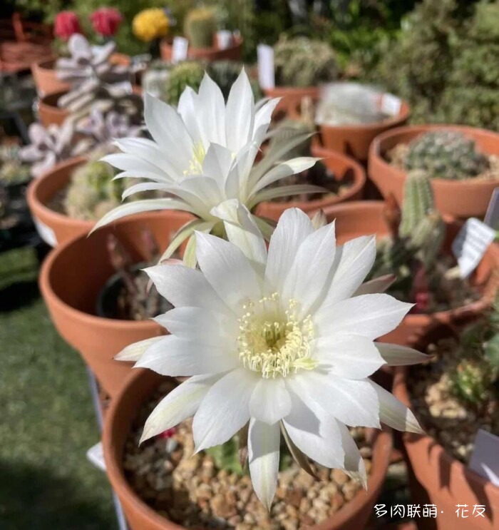 球花才是真爱