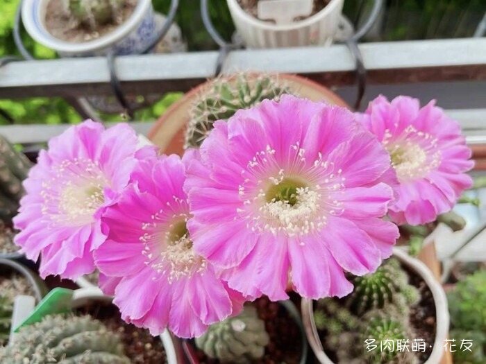 球花才是真爱