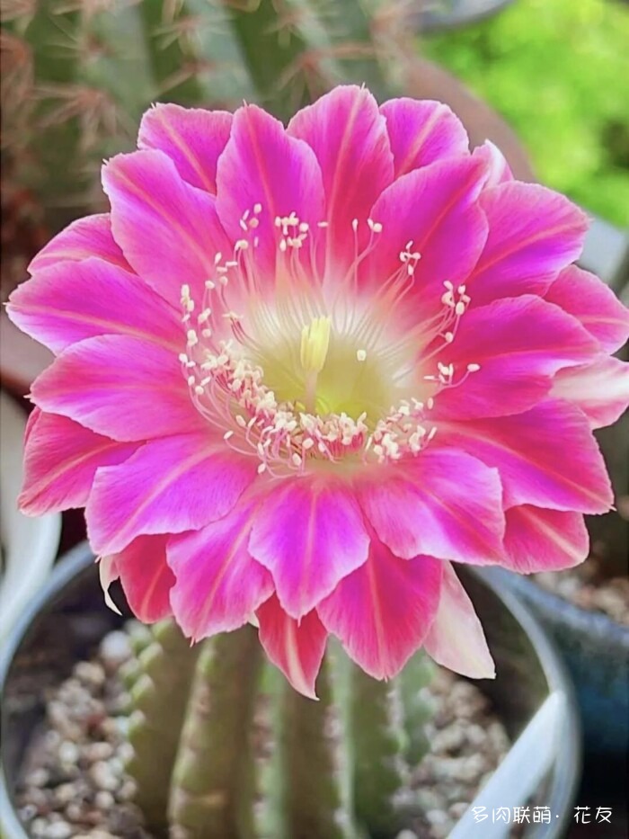 球花才是真爱
