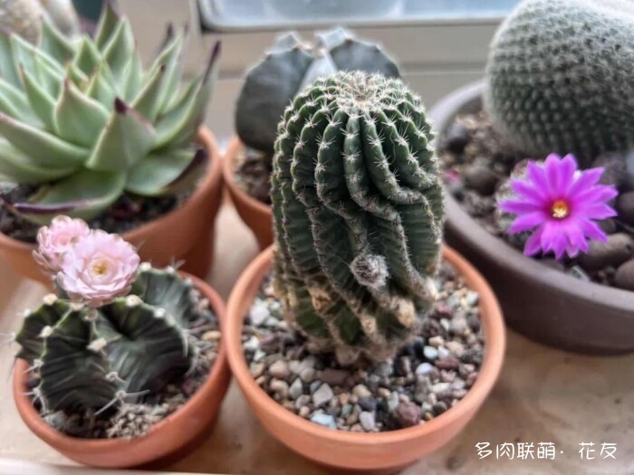 球花才是真爱