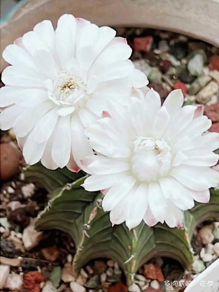 球花才是真爱