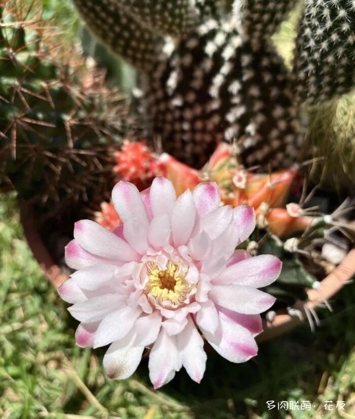 球花才是真爱