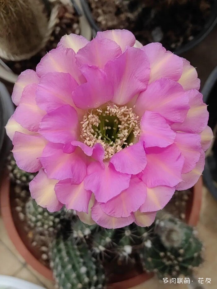 球花才是真爱