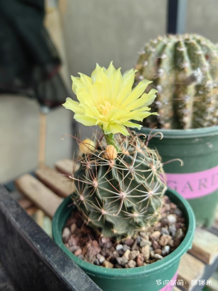 球花一直看一直不腻