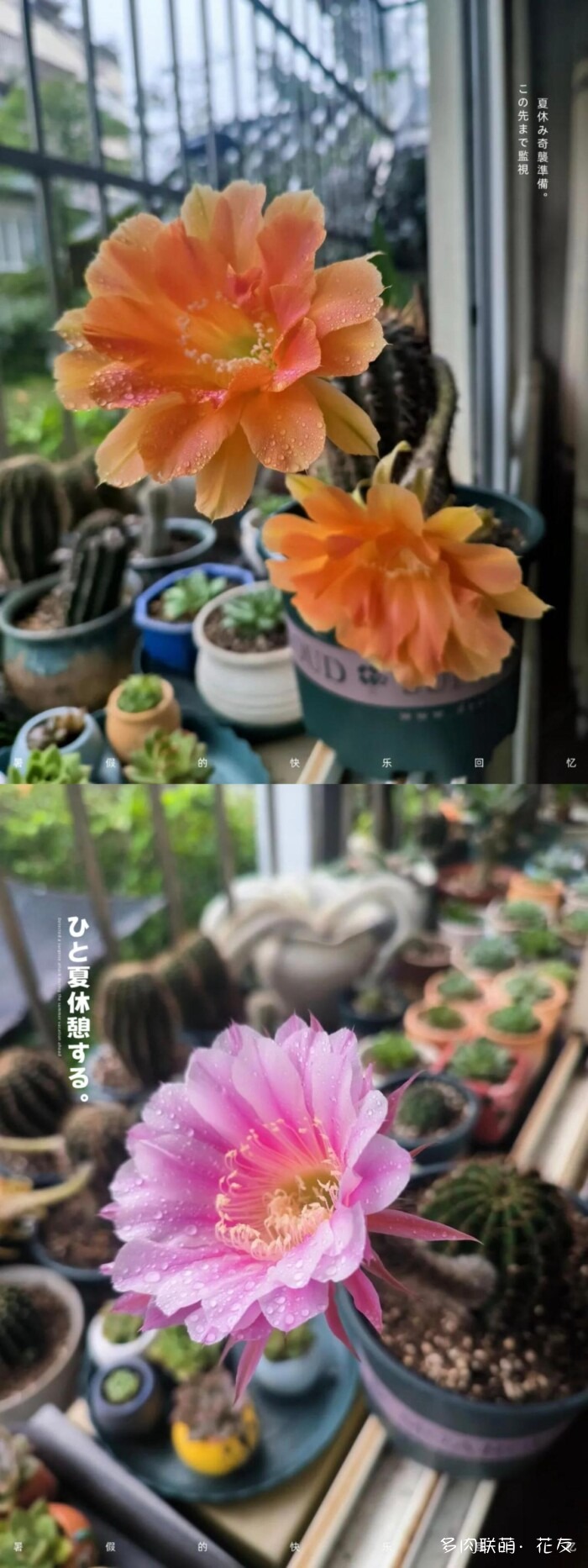 球花一直看一直不腻
