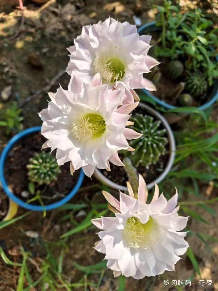 球花一直看一直不腻