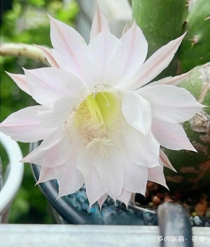 球花一直看一直不腻