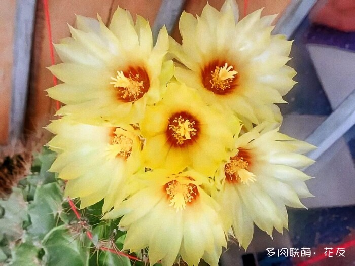 球花一直看一直不腻