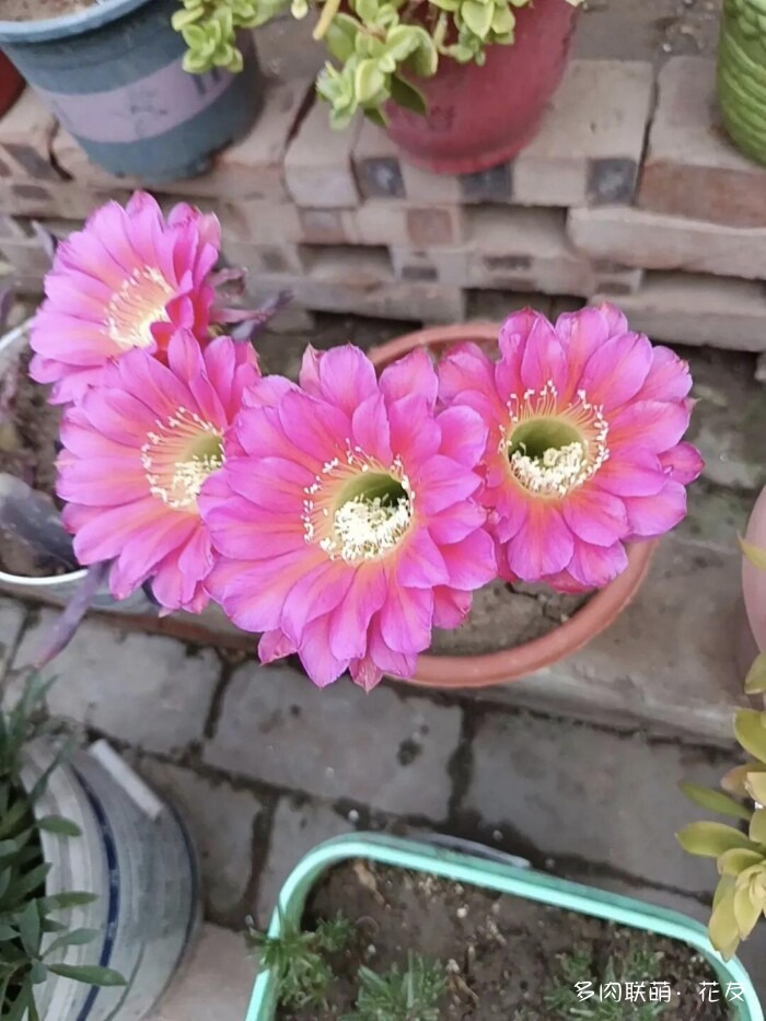 球花一直看一直不腻