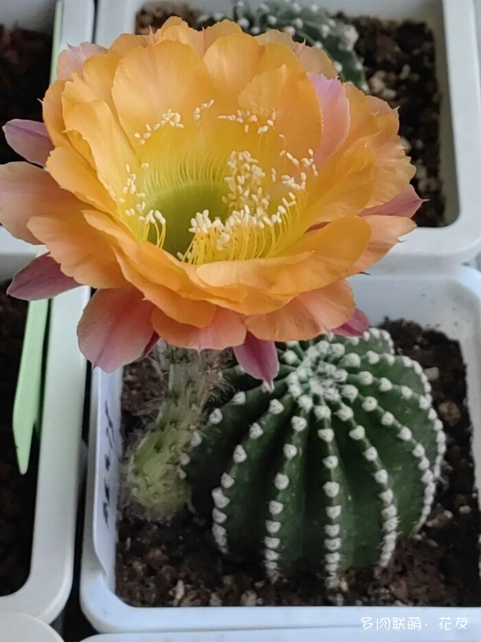 球花一直看一直不腻