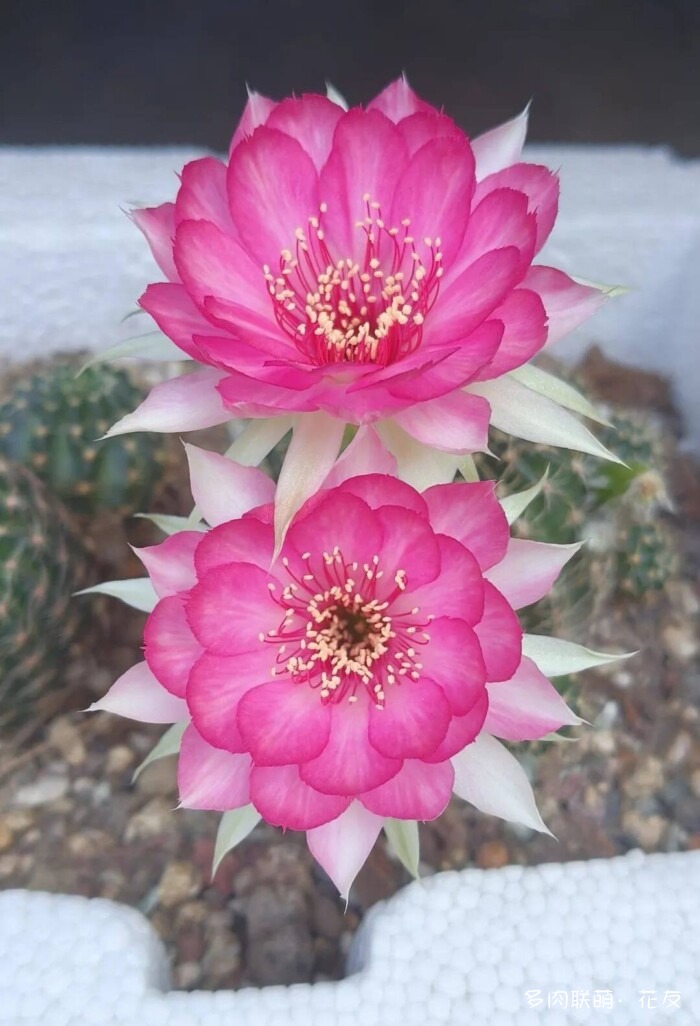 球花一直看一直不腻