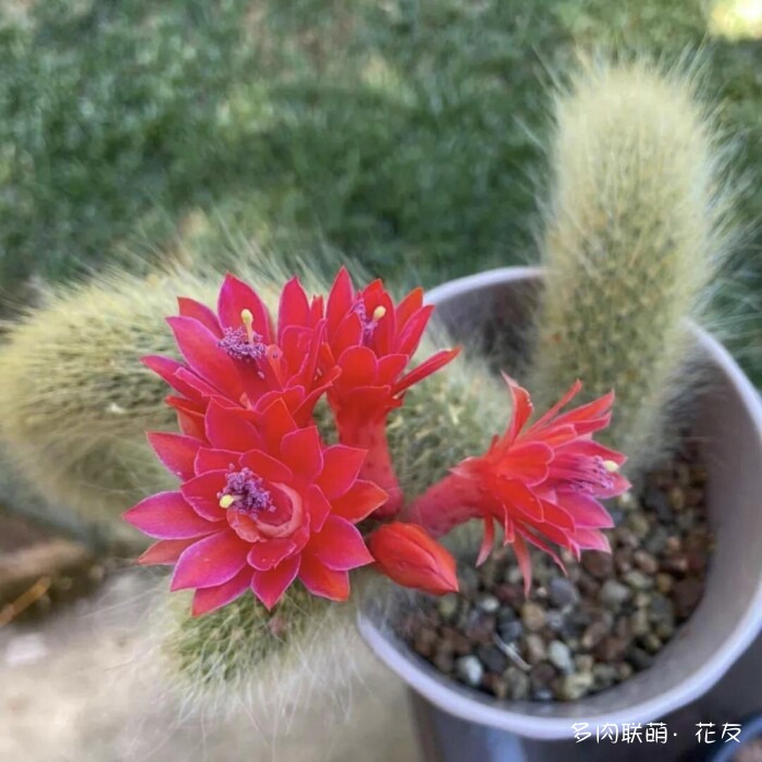 球花一直看一直不腻
