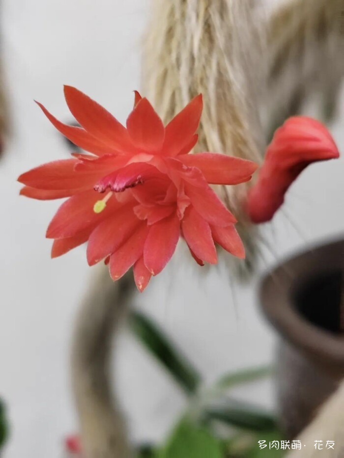 球花一直看一直不腻