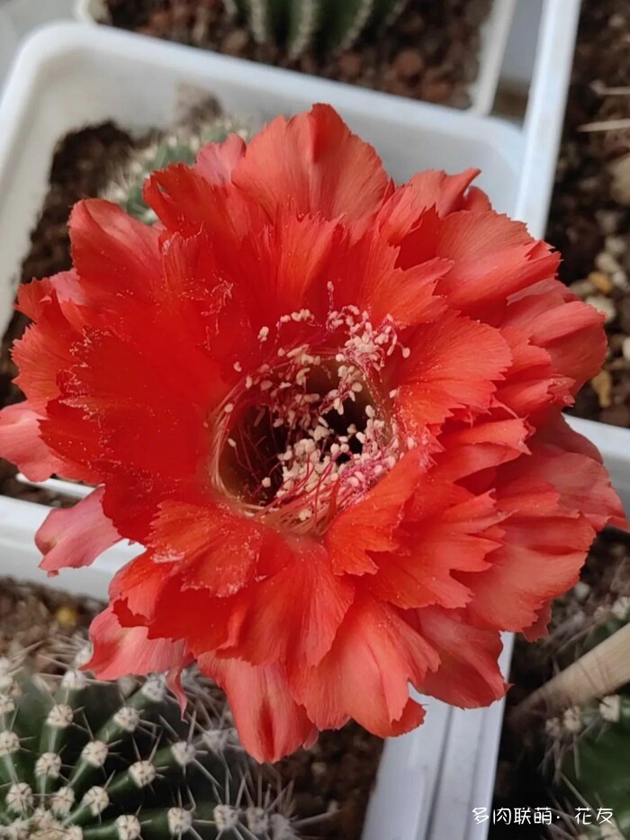 球花一直看一直不腻