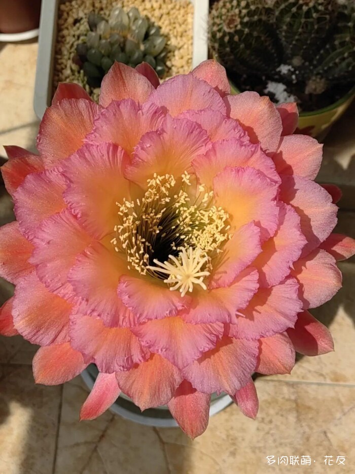 球花一直看一直不腻