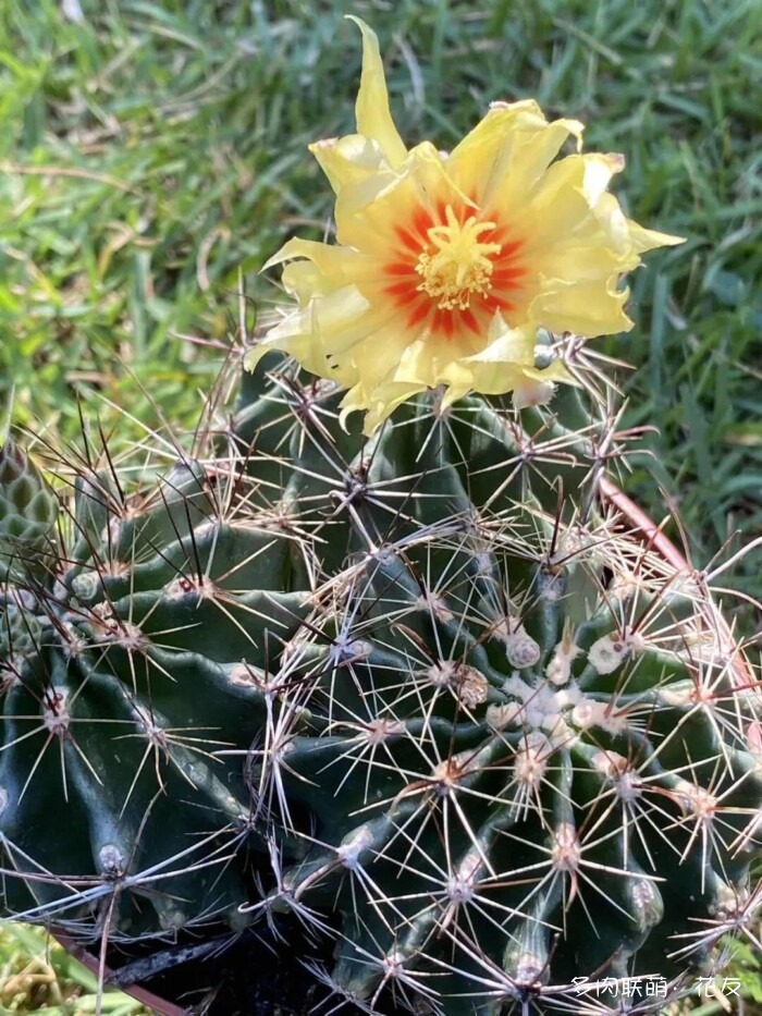 球花一直看一直不腻