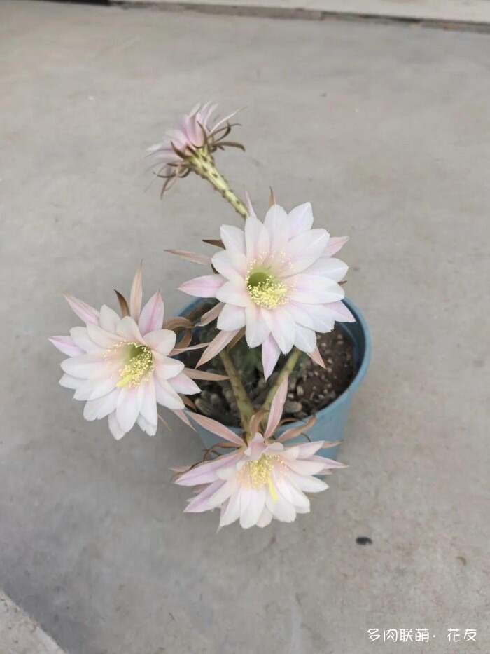 球花一直看一直不腻