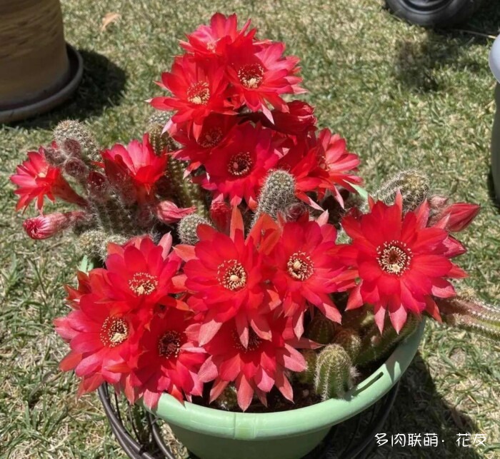 球花一直看一直不腻