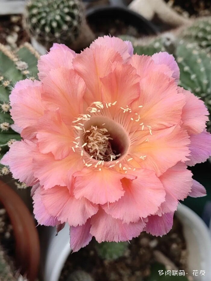 球花一直看一直不腻