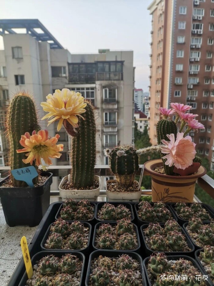 球花一直看一直不腻