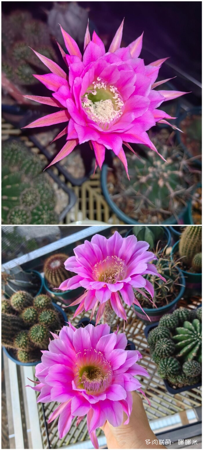 球花一直看一直不腻