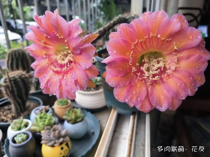 球花才是真爱