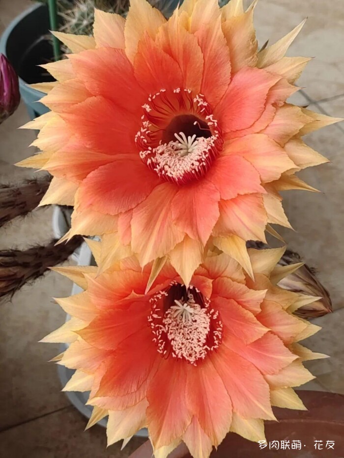 球花才是真爱