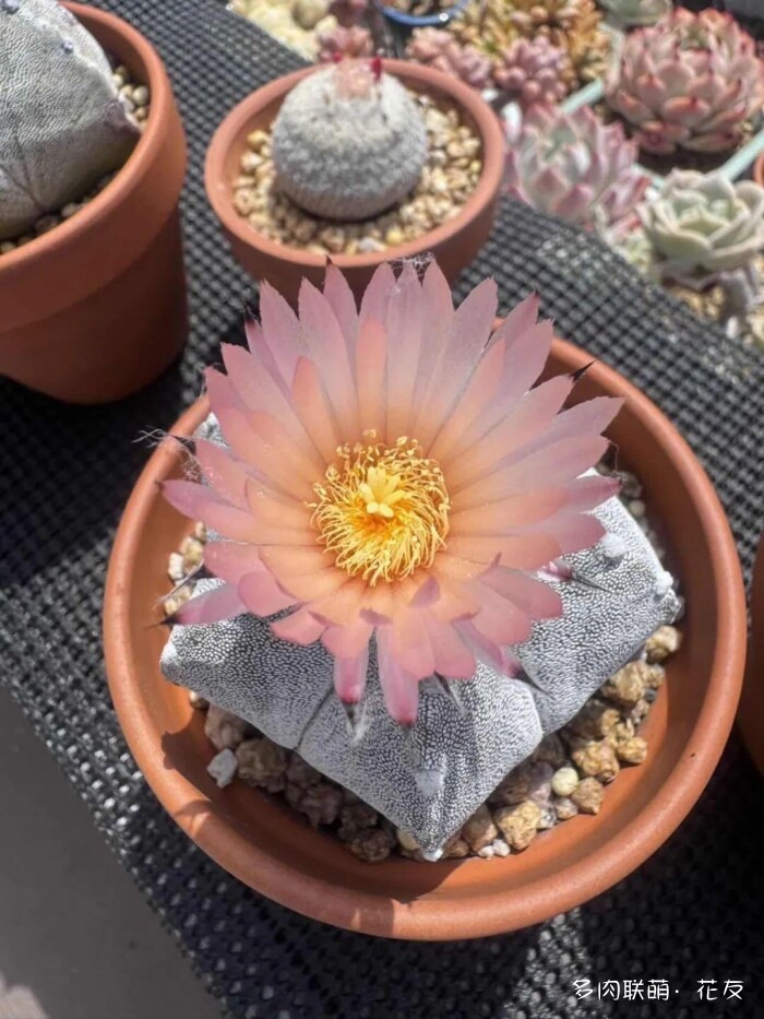 球花才是真爱