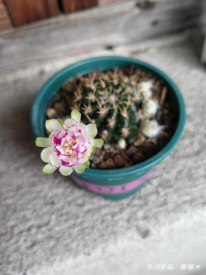 球花一直看一直不腻