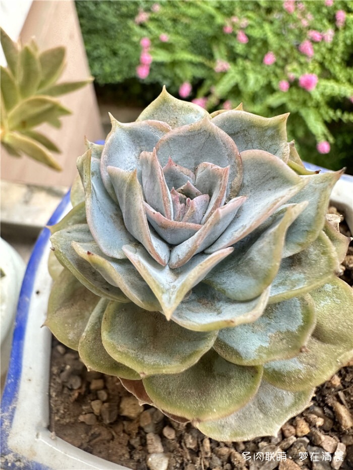 高温死局的多肉