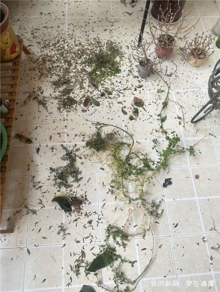 高温死局的多肉