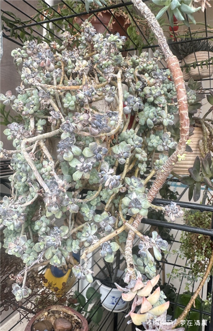 高温死局的多肉