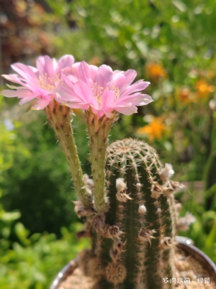 夏天旅游和球都不容错过