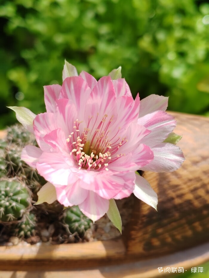 夏天旅游和球都不容错过