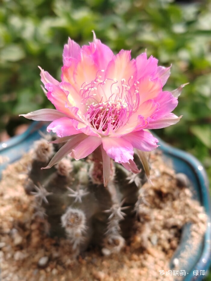 夏天旅游和球都不容错过