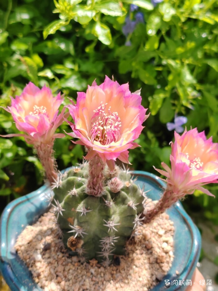 夏天旅游和球都不容错过